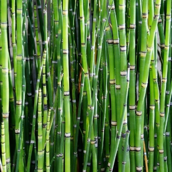 Water Bamboo Plant - Equisetum Hyemale, Rough Horsetail